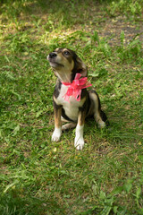 homeless tricolor dog with a bow