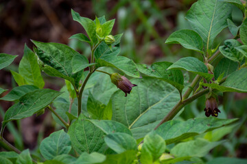 Atropa belladonna, commonly known as belladonna or deadly nightshade, is  poisonous perennial...