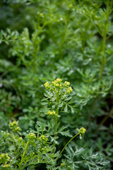 Fototapeta premium Ruta graveolens medicinal plant or strong smelling rue, commonly known as rue or herb-of-grace, is species of Ruta grown as ornamental plant and herb.