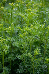 Ruta graveolens medicinal plant or strong smelling rue, commonly known as rue or herb-of-grace, is  species of Ruta grown as ornamental plant and herb.
