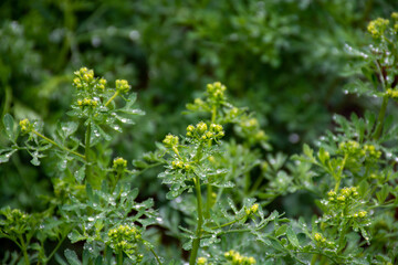 Ruta graveolens medicinal plant or strong smelling rue, commonly known as rue or herb-of-grace, is  species of Ruta grown as ornamental plant and herb.