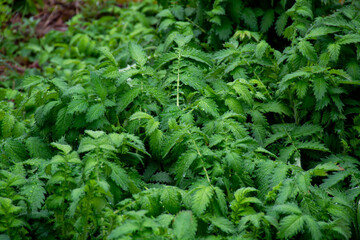 Botanical collection, young green leaves of medicinal plant Agrimonia eupatoria is  species of agrimony or common agrimony, church steeples or sticklewort.