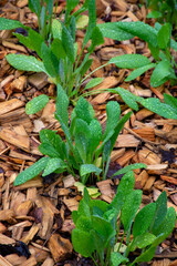 Botanical collection, young green leaves of edible and medicinal garden plant Tanacetum balsamita perennial temperate herb or costmary, alecost, balsam herb, bible leaf, or mint geranium