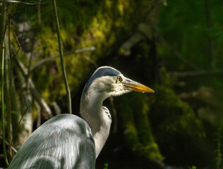 A grey heron sitting in a shadowed swamp in a bird sanctuary pond in Stockholm