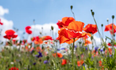 Colourful wild flowers, including poppies, on a roadside verge in Ickenham, West London UK. The Borough of Hillingdon has been planting wild flowers next to roads to support wildlife.