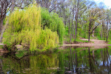 Weeping willow tree or Babylon willow (Salix Babylonica) on a shore of lake