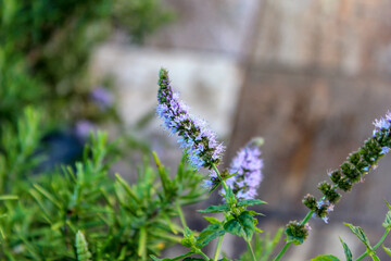 Ciuffo di menta