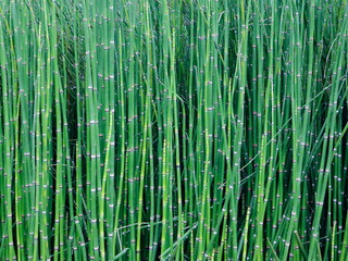 Fototapeta premium green bamboo texture