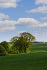 landscape with trees