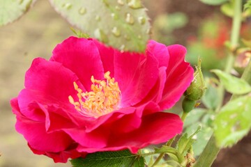 Red Rose in the Garden 