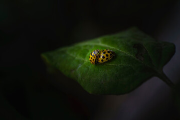 gros plan de deux coccinelles jaunes à pois noirs qui copulent sur une feuille verte à la lueur tamisée du soleil