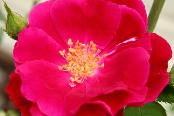 Obraz na płótnie Canvas Closeup of a Red Rose 
