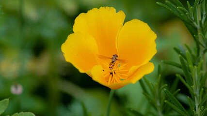 Hoverfly 
(Episyrphus balteatus)