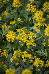 gelbe Blüten 