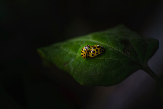 gros plan de deux coccinelles jaunes &agrave; pois noirs qui copulent sur une feuille verte &agrave; la lueur tamis&eacute;e du soleil