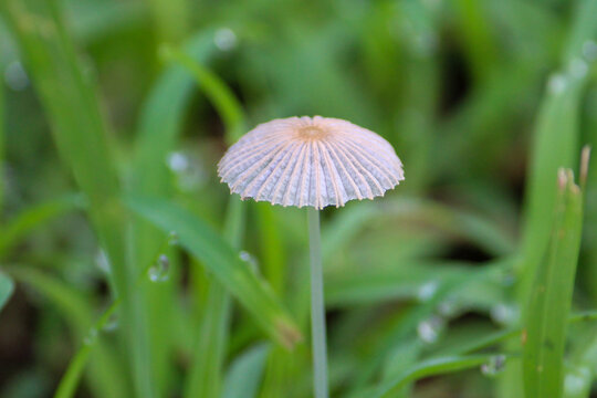 Closeup shot of a Parasola plicatilis mushroom on a blurred background