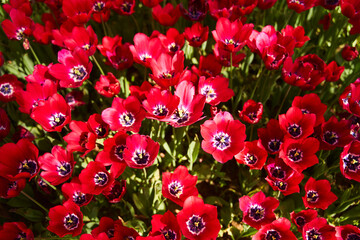 Red beautiful tulips field in spring time with sun rays
