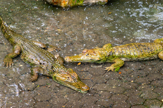 Small infant crocodilles in a small pool of water, at a park in Guayaquil, Guayas province, Ecuador, South America, on an overcast morning  