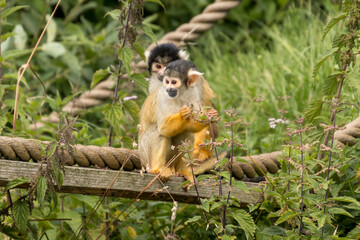 Common squirrell monkey climbing trees and ropes