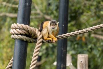 Common squirrell monkey climbing trees and ropes