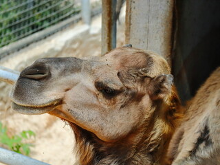 portrait of a camel