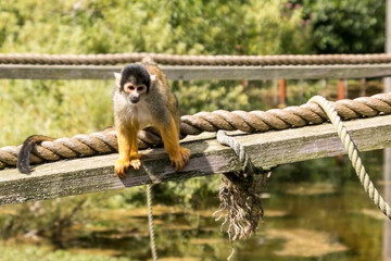 Common squirrell monkey climbing trees and ropes
