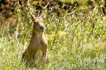 A Mara is sitting and looking at the grass, it is very attentive