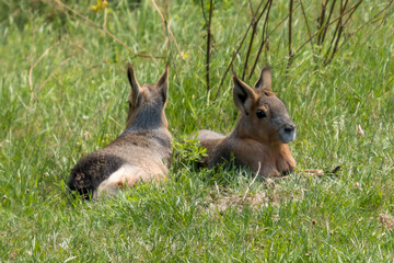 Naklejka na ściany i meble Two maras lie and relax in the tall grass.