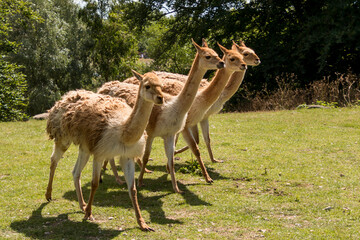 A herd of llamas standing and looking, green grass, large trees in the background