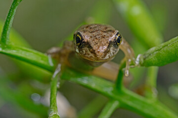 Young water frog, Junger Wasserfrosch 