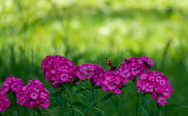 blue butterflies flying in cosmos flowers against a dusk sky