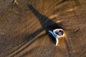 Long exposure of a shell on the beach casting a long shadow and water rushing by