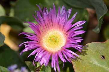 Obraz premium flower