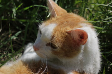A cute ginger white cat is resting in the garden among flowers and grass. Plays, looks, mustache,...