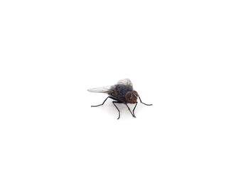 One beautiful fly.