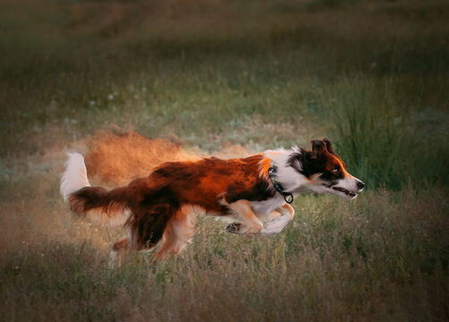 Dog runs through a green clearing with dry colors of holi turning into smoke. Beautiful black and white border collie is running with multi-colored holi paintings. dog in holi paints