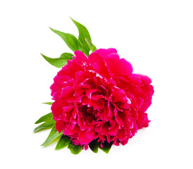 One pink peony with leaves.