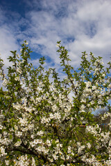 blooming cherry plum against the background of a bright blue spring sky. White flowers on a branch. Prunus cerasifera. Clouds.
