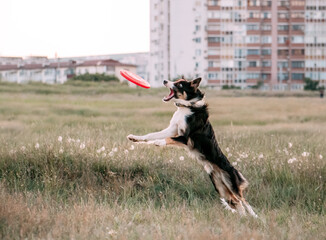 Funny border collie puppy jumps for a toy disk. Happy dog run on the field on the walk outside. Dog plays