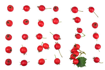 Hawthorn isolated on white, top view, flat lay