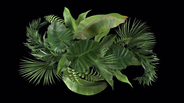 composition of tropical plants moving in the wind in a loop animation with alpha channel