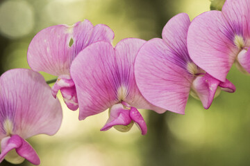 Lathyrus latifolius Perennial pea climbing plant of the Leguminosae family with beautiful deep pink flowers on defocused green forest background