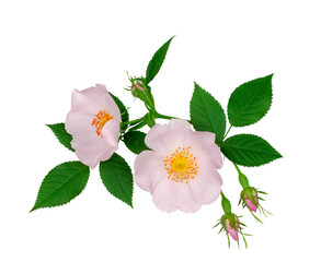 Branch of briar with flowers isolated on a white background, top view