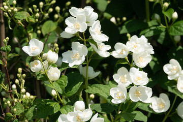 Jasmine flowers blossoming on bush in sunny day in garden