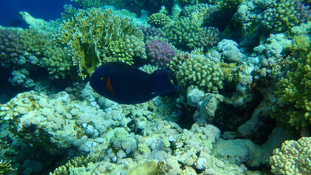 Black parrotfish or swarthy parrotfish, dusky parrotfish (Scarus niger) undersea, Red Sea, Egypt, Sharm El Sheikh, Nabq Bay