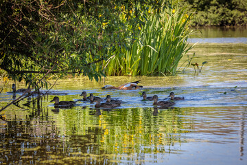Obraz na płótnie Canvas During the day, ducklings swim in the pond under the supervision of a duck.