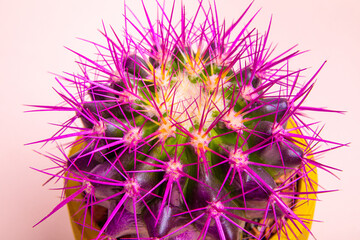 A round cactus with large purple thorns in a yellow pot. View from above. Close-up.
