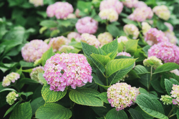 Beautiful Hydrangea flower in the city in Ontario Canada 