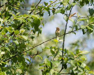 Bird watching you 