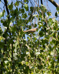 small bird